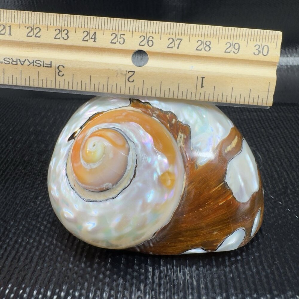 Natural Abalone Shell Iridescent Smooth African Turban Seashell Turbo Sarmaticus - Picture 2 of 13